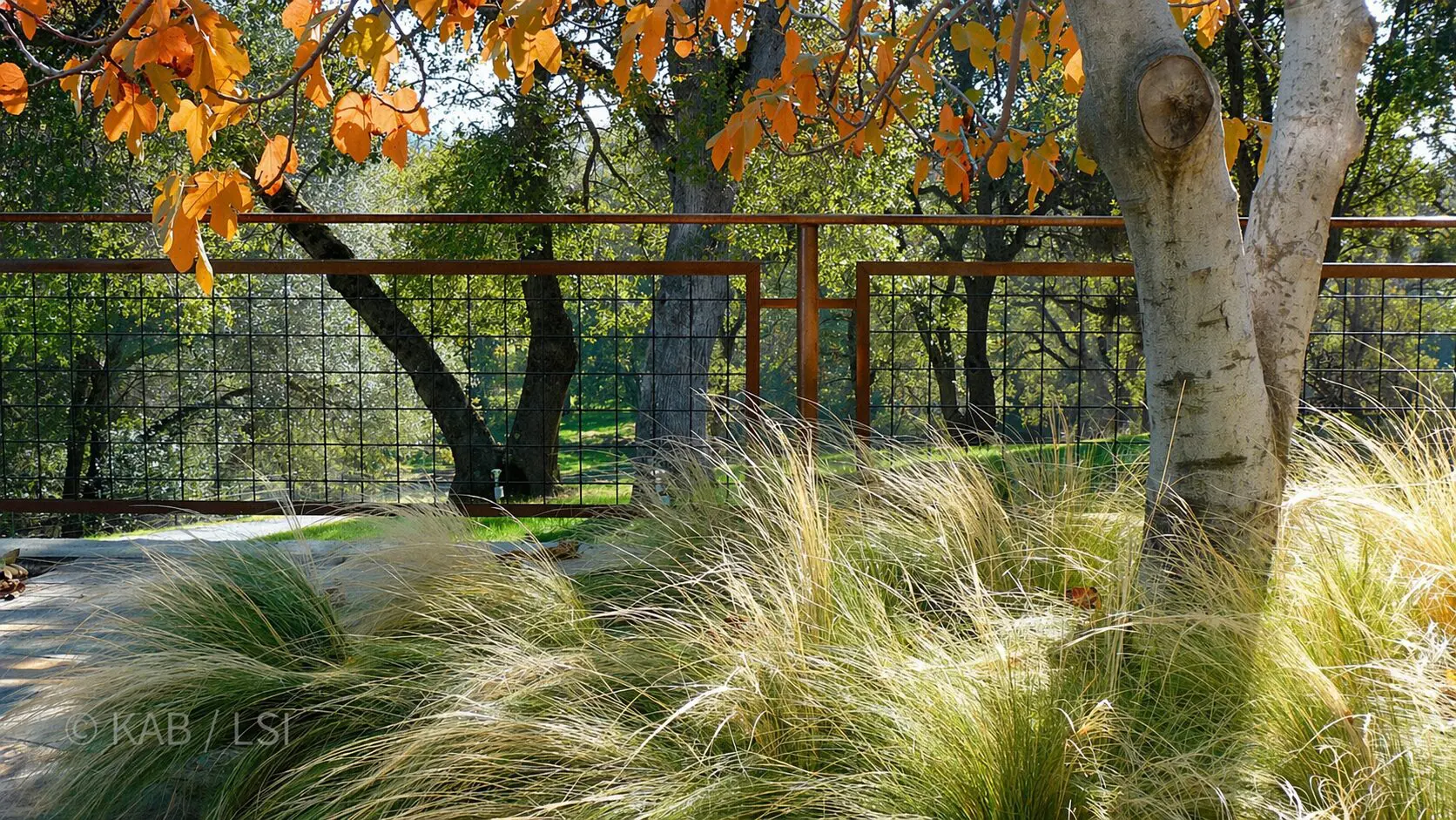 A welded-wire and Cor-Ten fence among native grasses and oak trees in late afternoon light, La Habra Heights.