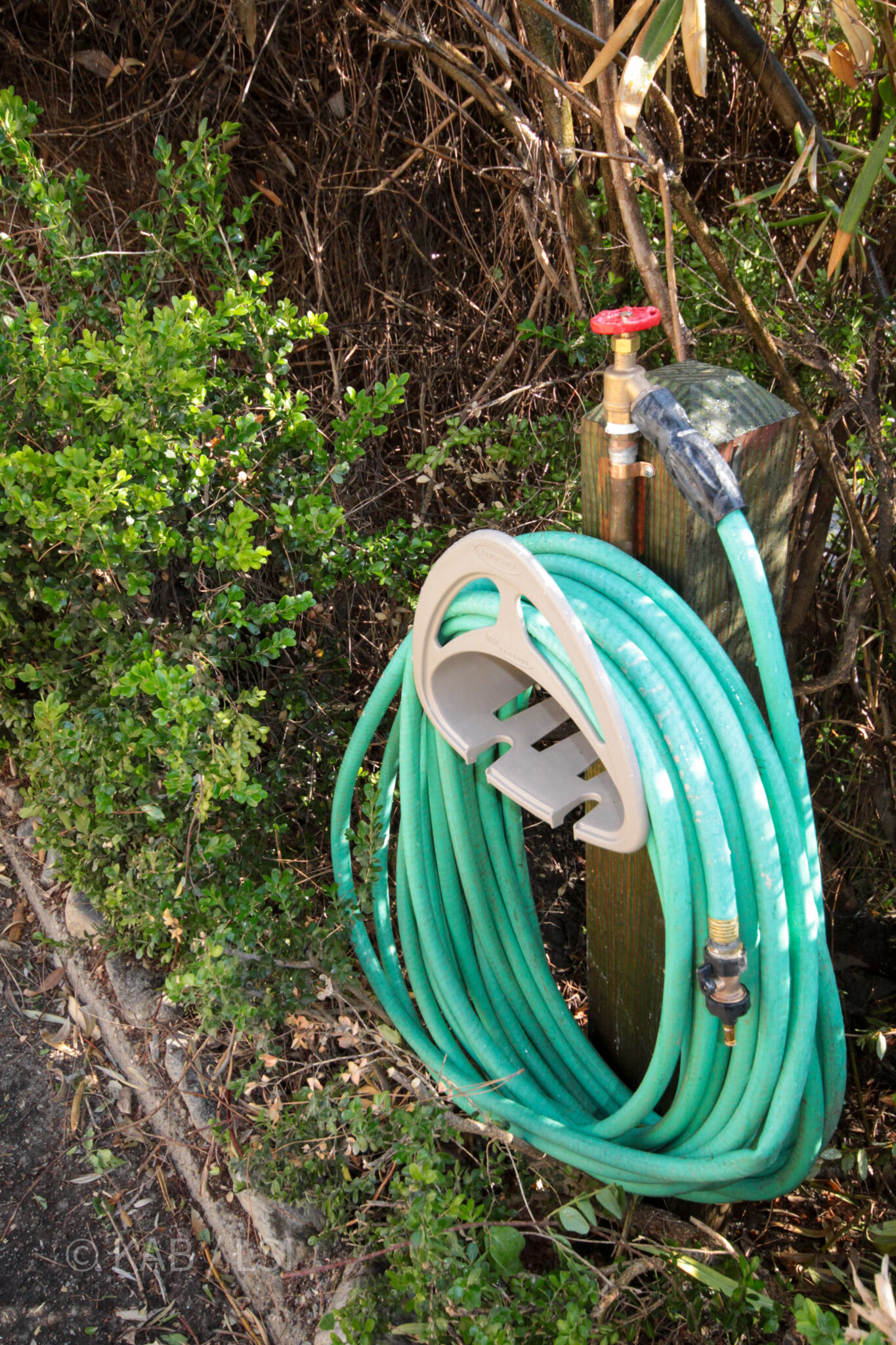 Ground-planted hose reel station at the edge of a boxwood hedge, with a coiled green garden hose, brass valve, and pressure-treated post rising from landscaped planting bed