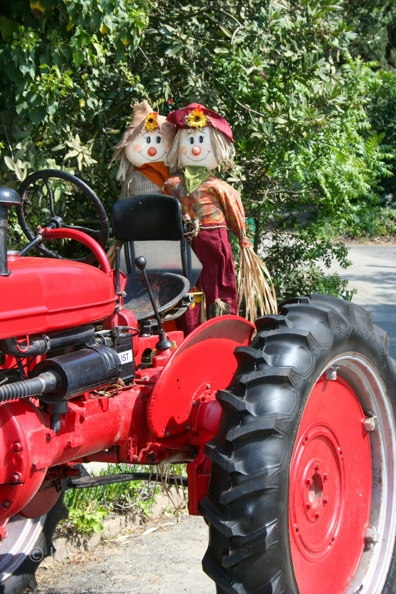 Two handmade ragdoll scarecrows perched on a vintage red tractor along a roadway in La Habra Heights